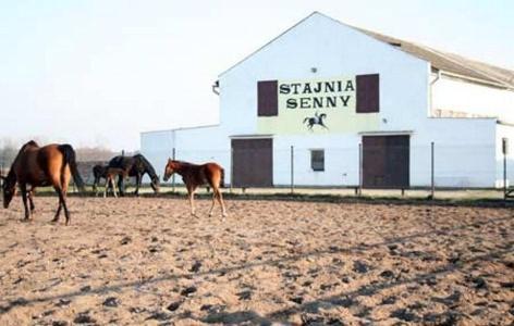 Noclegi Przy Stajni Senny - Horse Riding Łeba Eksteriør billede