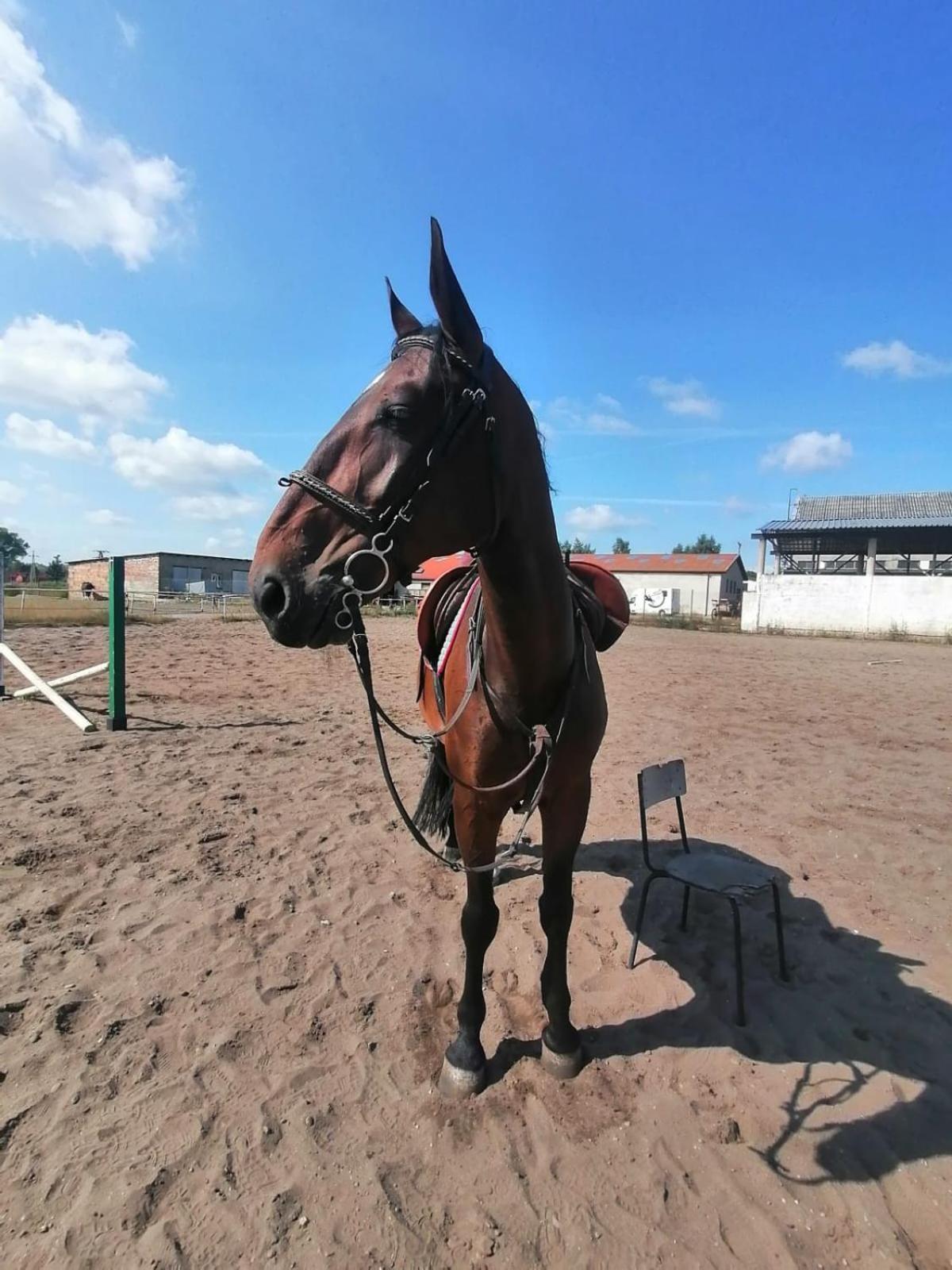 Noclegi Przy Stajni Senny - Horse Riding Łeba Eksteriør billede